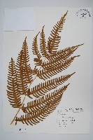 三角脈鳳尾蕨藏品圖，第1張