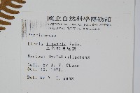 三角脈鳳尾蕨藏品圖，第2張