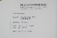 長葉鳳尾蕨藏品圖，第2張