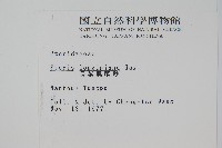 長葉鳳尾蕨藏品圖，第2張