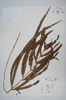 長葉鳳尾蕨藏品圖，第1張