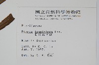 長葉鳳尾蕨藏品圖，第2張