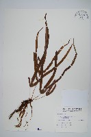 長葉鳳尾蕨藏品圖，第1張