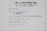 長葉鳳尾蕨藏品圖，第2張