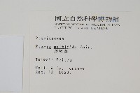 鳳尾蕨藏品圖，第2張