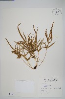 鳳尾蕨藏品圖，第1張