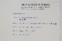 鳳尾蕨藏品圖，第2張