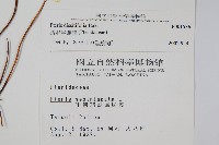 疏羽半邊旗藏品圖，第2張