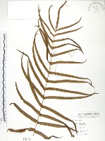 鱗蓋鳳尾蕨藏品圖，第1張