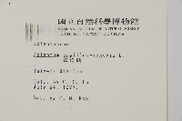 鐵線蕨藏品圖，第2張