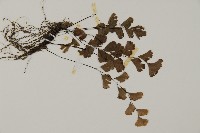 鐵線蕨藏品圖，第3張