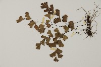 鐵線蕨藏品圖，第4張