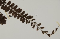 馬來鐵線蕨藏品圖，第3張