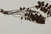 馬來鐵線蕨藏品圖，第4張