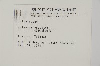 馬來鐵線蕨藏品圖，第2張