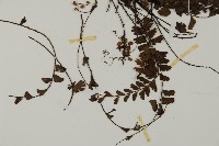 馬來鐵線蕨藏品圖，第3張