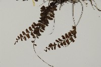 馬來鐵線蕨藏品圖，第5張