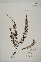 鞭葉鐵線蕨藏品圖，第1張