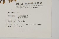 鞭葉鐵線蕨藏品圖，第2張