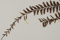 鞭葉鐵線蕨藏品圖，第4張