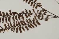 鞭葉鐵線蕨藏品圖，第5張