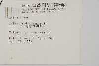 長尾鐵線蕨藏品圖，第5張