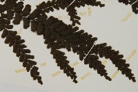 長尾鐵線蕨藏品圖，第6張