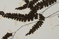 長尾鐵線蕨藏品圖，第7張