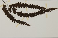 長尾鐵線蕨藏品圖，第8張