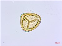 長尾鐵線蕨藏品圖，第2張