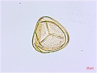 長尾鐵線蕨藏品圖，第4張