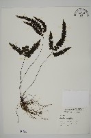 長尾鐵線蕨藏品圖，第1張