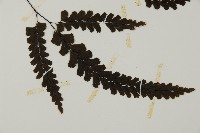 長尾鐵線蕨藏品圖，第3張