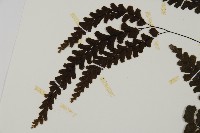 長尾鐵線蕨藏品圖，第4張