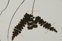 長尾鐵線蕨藏品圖，第5張