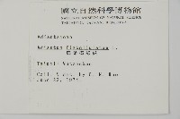 扇葉鐵線蕨藏品圖，第2張