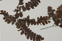 扇葉鐵線蕨藏品圖，第3張