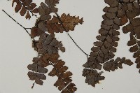 扇葉鐵線蕨藏品圖，第4張