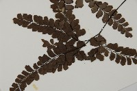 扇葉鐵線蕨藏品圖，第5張