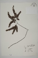 扇葉鐵線蕨藏品圖，第1張