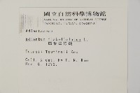 扇葉鐵線蕨藏品圖，第2張