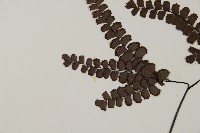 扇葉鐵線蕨藏品圖，第3張