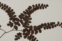 扇葉鐵線蕨藏品圖，第4張