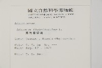 扇葉鐵線蕨藏品圖，第2張