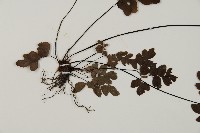 扇葉鐵線蕨藏品圖，第3張