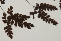 扇葉鐵線蕨藏品圖，第4張