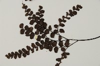 扇葉鐵線蕨藏品圖，第5張