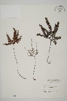 扇葉鐵線蕨藏品圖，第1張