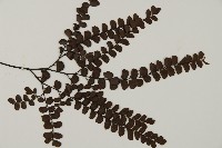 扇葉鐵線蕨藏品圖，第3張