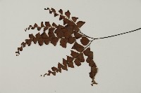 扇葉鐵線蕨藏品圖，第4張